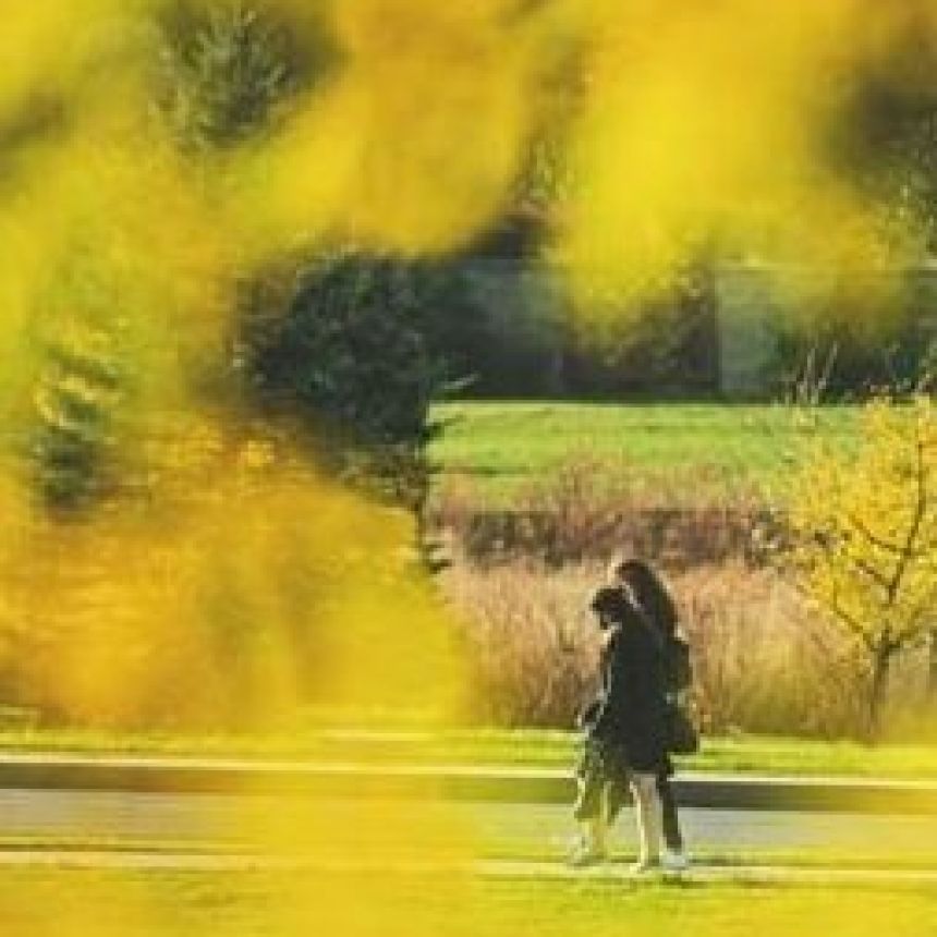 Two individuals walking down a path lined with vibrant yellow fall leaves, creating a colorful canopy overhead. The contrast between the golden foliage and the lush green grass captures the essence of the autumn season.