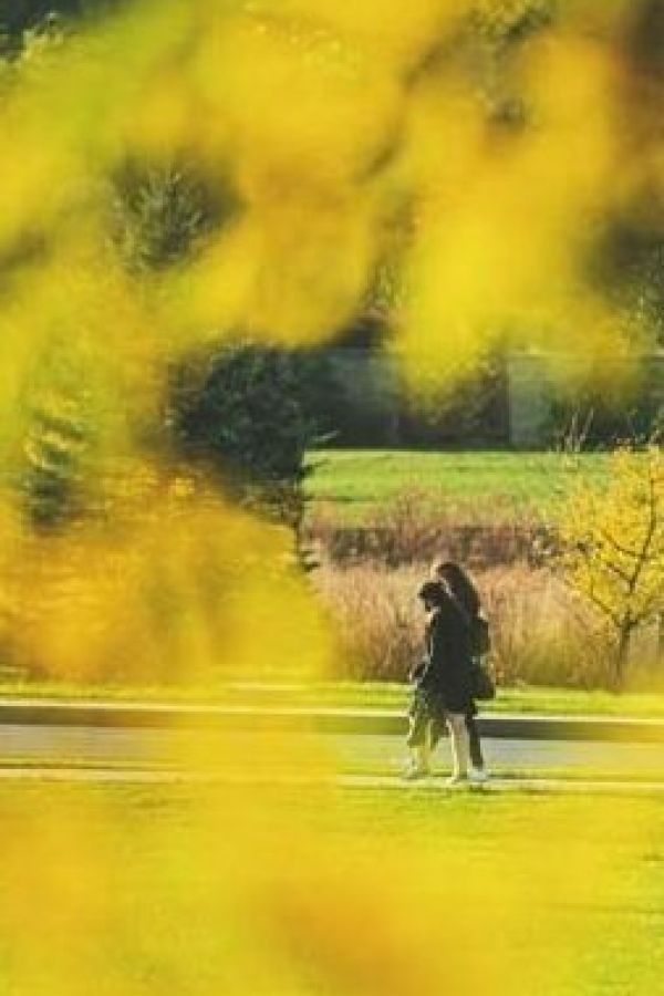 Two individuals walking down a path lined with vibrant yellow fall leaves, creating a colorful canopy overhead. The contrast between the golden foliage and the lush green grass captures the essence of the autumn season.