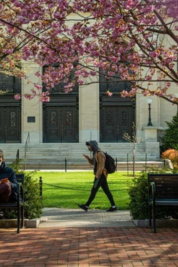 students seated on benches, walking on path on Penn State campus with pink tree blossoms