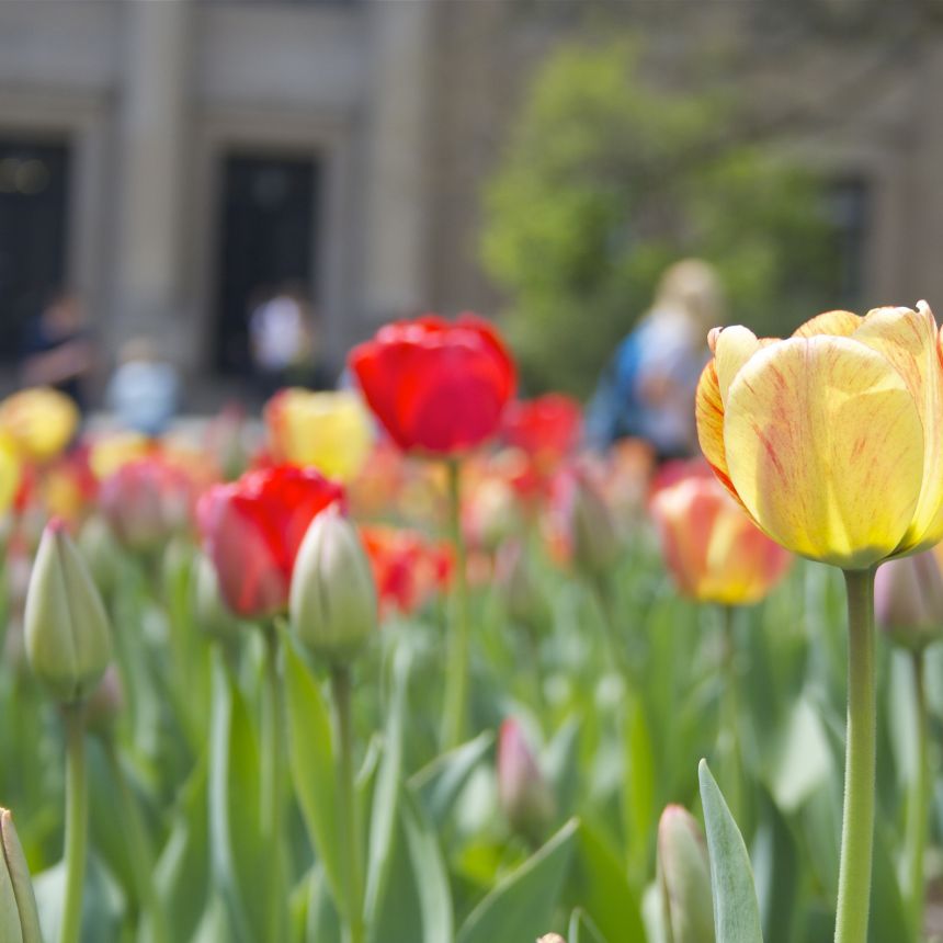 red and yellow tulips in the foreground, Penn State campus library