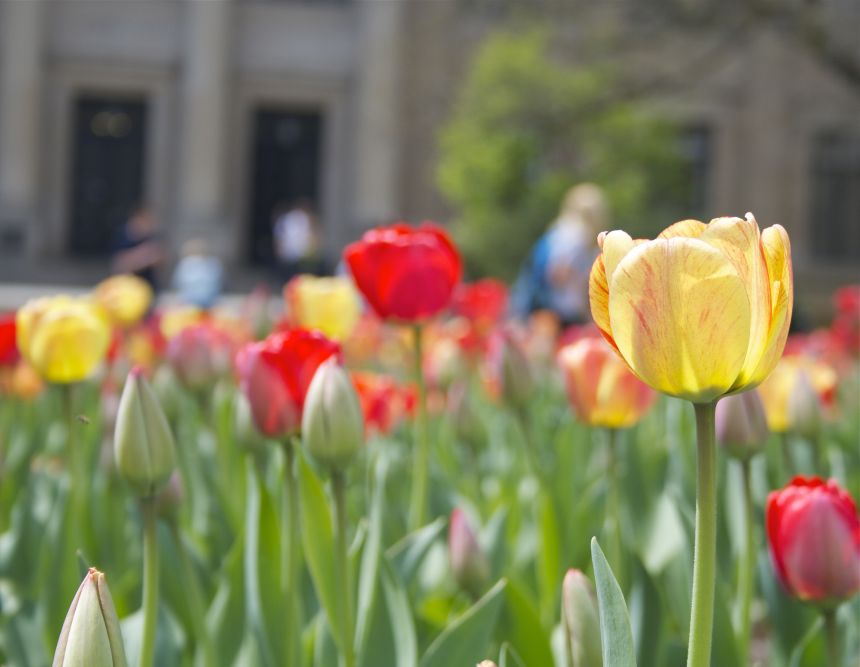 red and yellow tulips in the foreground, Penn State campus library